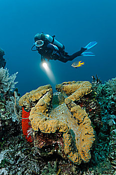 潜水员,看,巨蛤,珊瑚礁,大堡礁,世界遗产,昆士兰,澳大利亚,太平洋