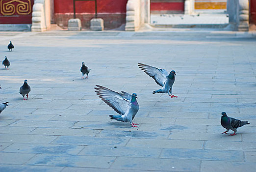 北京地坛公园的鸽子