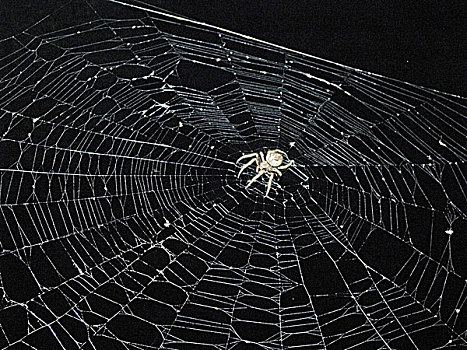 蜘蛛,昆虫,结网,捕食,孤独,生存