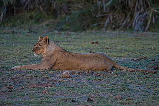肯尼亚狮子
