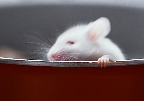 白鼠,抓着,边缘,容器