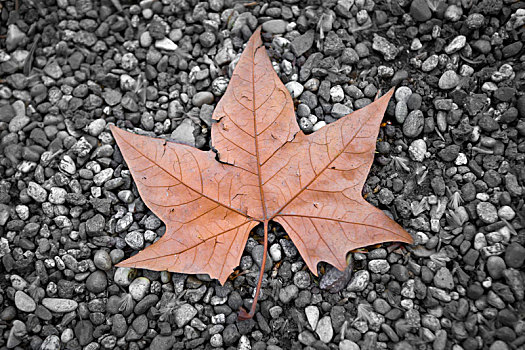 褐色,叶子,秋天,砾石