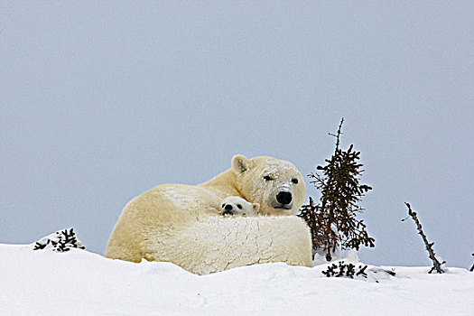 加拿大,曼尼托巴,瓦普斯克国家公园,北极熊,幼兽,母亲