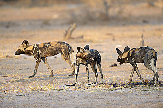 非洲野狗,非洲野犬属,威胁,牙齿,展示,南卢安瓜国家公园,赞比亚,非洲