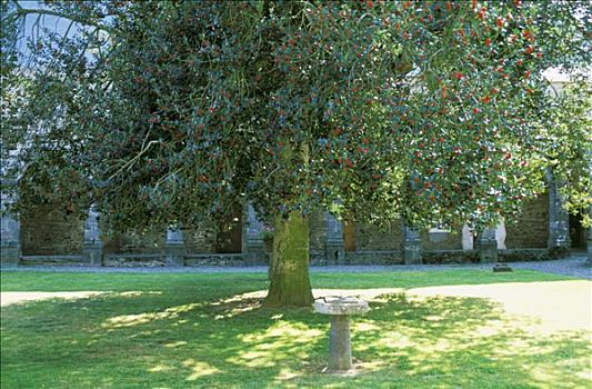 法国,布列塔尼半岛,伊勒-维莱讷省,中学,院子,孤树,红色浆果