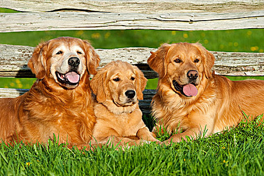 金毛猎犬,狗,三代人,老人,成年,小狗
