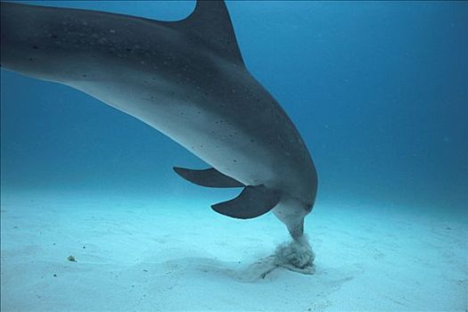 大西洋点斑原海豚,花斑原海豚,觅食,隐藏,鱼,海底,巴哈马,加勒比海
