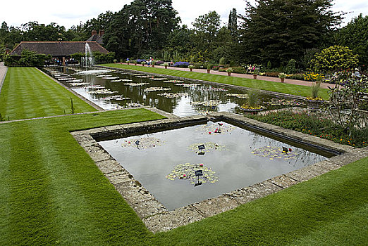 英格兰,萨里,皇家园艺协会威斯利花园,荷花,运河,一个,收集,伸展,水,英国