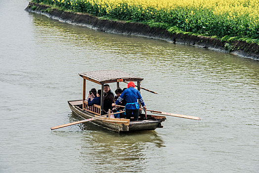 江苏,兴化,油菜花