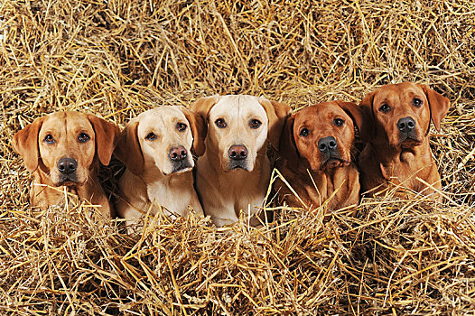 拉布拉多犬,狗,母狗,黄色,卧,稻草