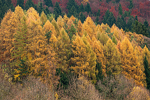 落叶松属植物,树林,秋天,弗兰哥尼阶,瑞士,巴伐利亚,德国,欧洲