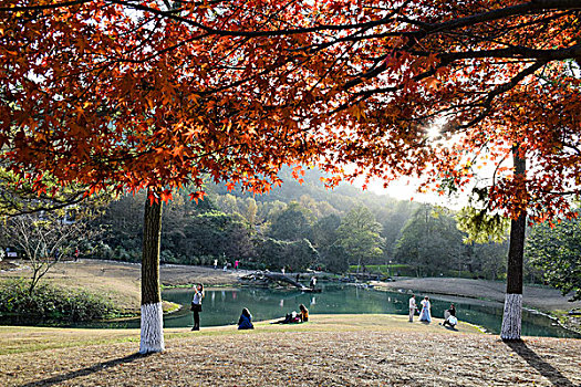 杭州太子湾公园秋景