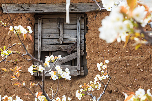 梨树花枝后面破敝的土坯墙旧窗户