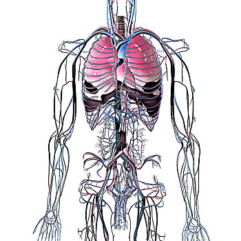 金属,蓝色,铬合金,躯干,脉络,动脉,肺