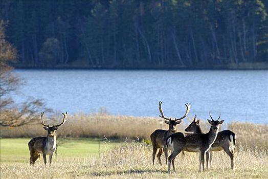 小鹿,湖,瑞典