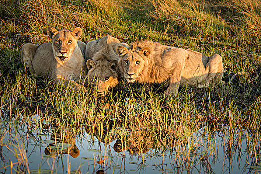 三个,狮子,喝,水塘,大幅,尺寸