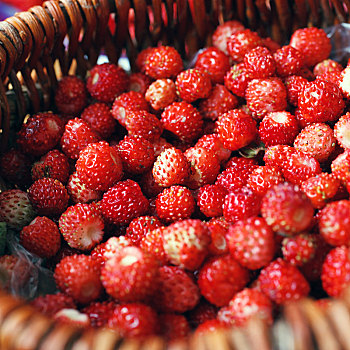 成熟,野草莓