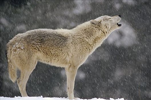 大灰狼,狼,雌性,叫喊,气候温和,北美