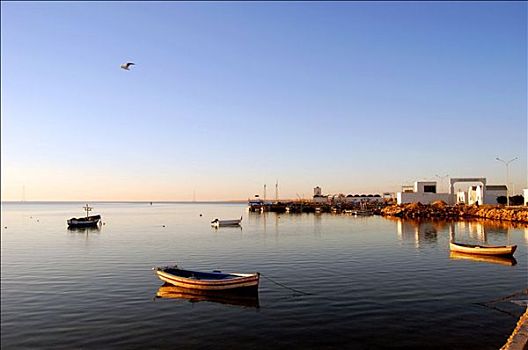 小船,港口,黎明,突尼斯