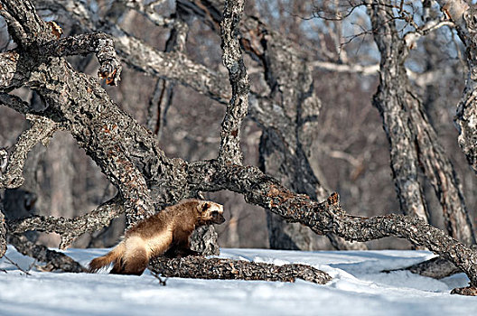 狼獾,堪察加半岛,俄罗斯
