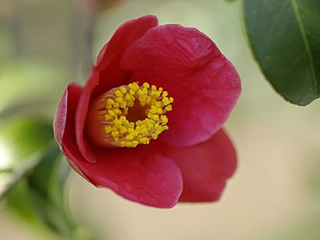 山茶,日本山茶