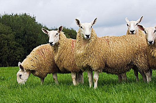 牲畜,山,骡子,雌性,绵羊,绿色,草场,威尔士,英国
