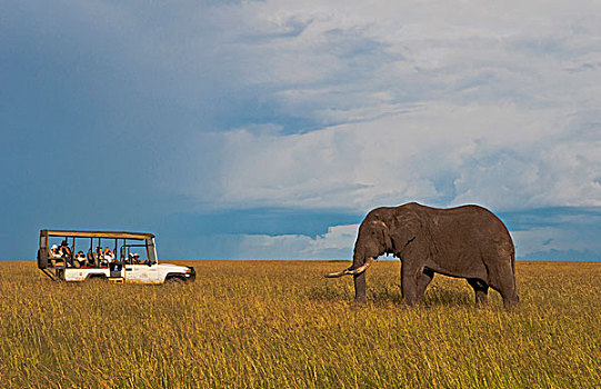 肯尼亚,马赛马拉,孤单,巨大,大象,金色,日落,草,旅游,交通工具,照相,麦赛-玛拉国家公园