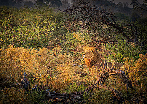 狮子,暸望,奥卡万戈三角洲,博茨瓦纳,非洲