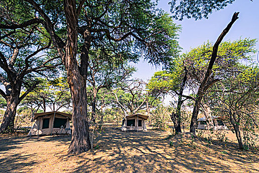博茨瓦纳,奥卡万戈三角洲,旅游,营地,高,金合欢树