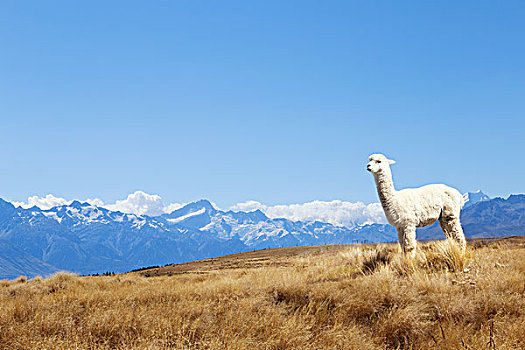 草场,动物,山,晴天,新西兰