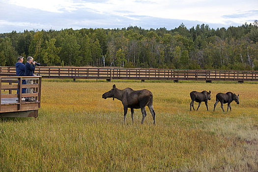 母牛,驼鹿,相似,幼兽,浏览,靠近,木板路,湿地,游人,看,拍照,阿拉斯加
