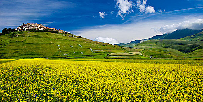 英亩,黄色,野花,仰视,中世纪,城镇,钢琴格兰德,翁布里亚,意大利