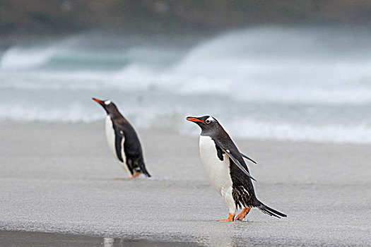 巴布亚企鹅,福克兰群岛,岸边,宽,沙滩