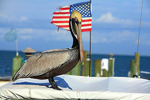棕鹈鹕,坐,船,美洲,国旗,萨尼伯尔岛,佛罗里达,美国,北美