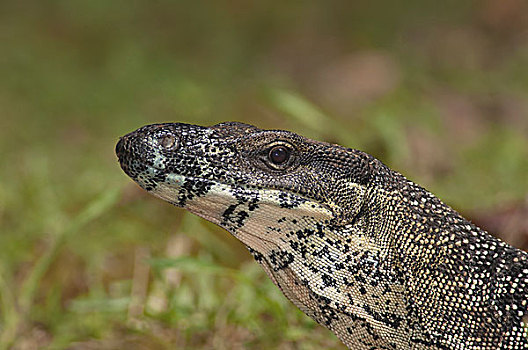 蜥蜴,觅食,维多利亚,澳大利亚