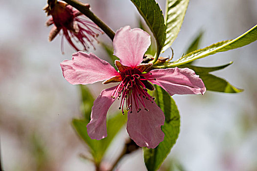 桃花,桃树,桃叶,桃枝