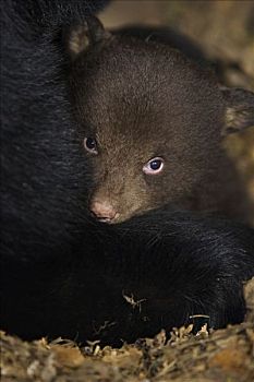 黑熊,美洲黑熊,星期,老,幼兽,棕色,阶段