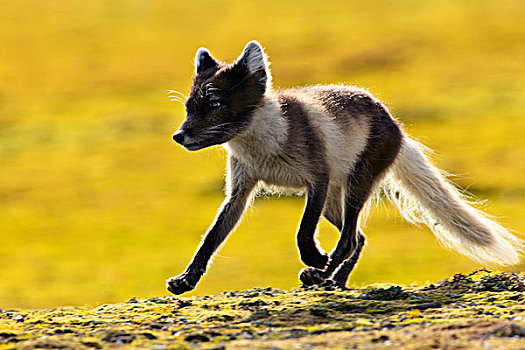 北极狐,苔原,斯瓦尔巴特群岛,挪威