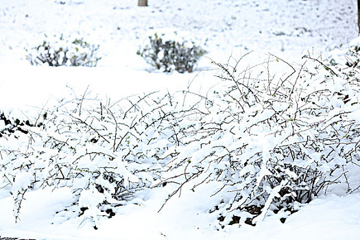 公园,积雪,雪松