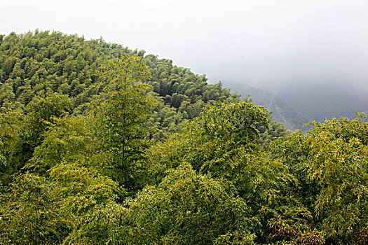 山谷,竹林,俯视