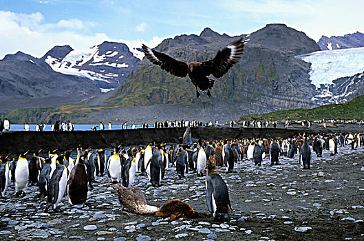 南极,南乔治亚,金港,帝企鹅,幼禽,杀死