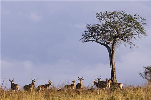 肯尼亚,马赛马拉国家保护区,室外,马赛马拉