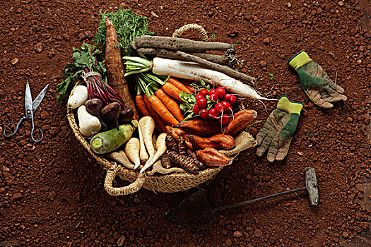 构图,块茎,萝卜,甘薯,胡萝卜,欧防风根,木薯