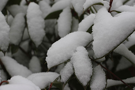 下雪