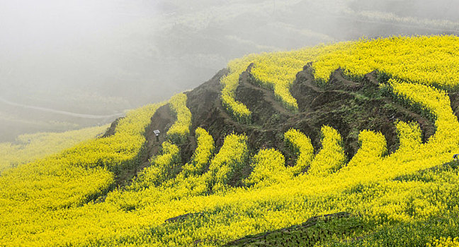 重庆酉阳,小雨晨雾满山涧,金波道道秀梯田