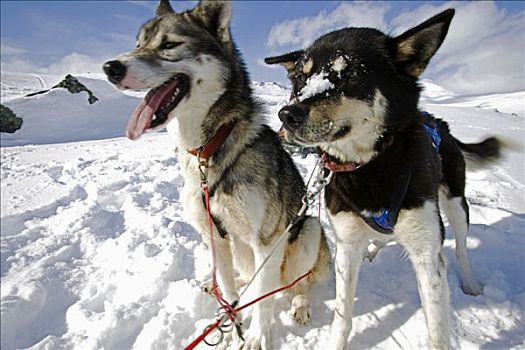 挪威,特罗姆瑟,大雪,顶端,狗,狗拉雪橇,团队,渴望