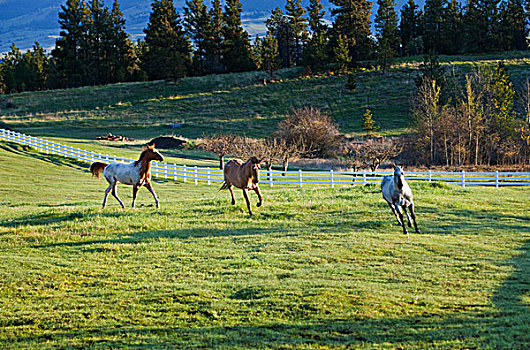 马,草场,靠近,蒙大拿