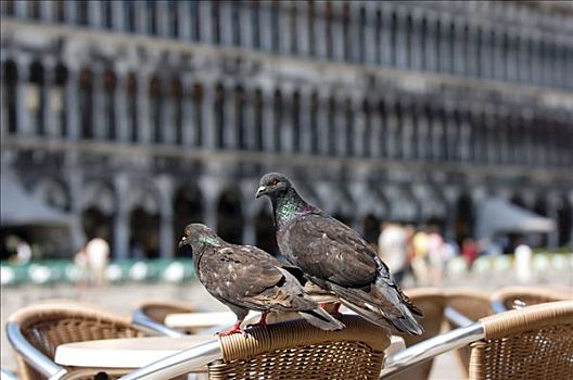 两个,鸽子,坐,背景,老,广场,圣马科,威尼斯,意大利