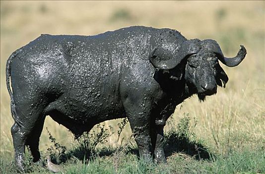 南非水牛,非洲水牛,遮盖,非洲