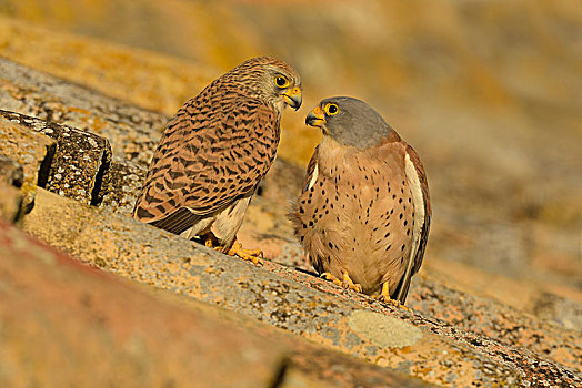 红隼,较小,鹰,繁殖,屋顶,埃斯特雷马杜拉,西班牙,欧洲
